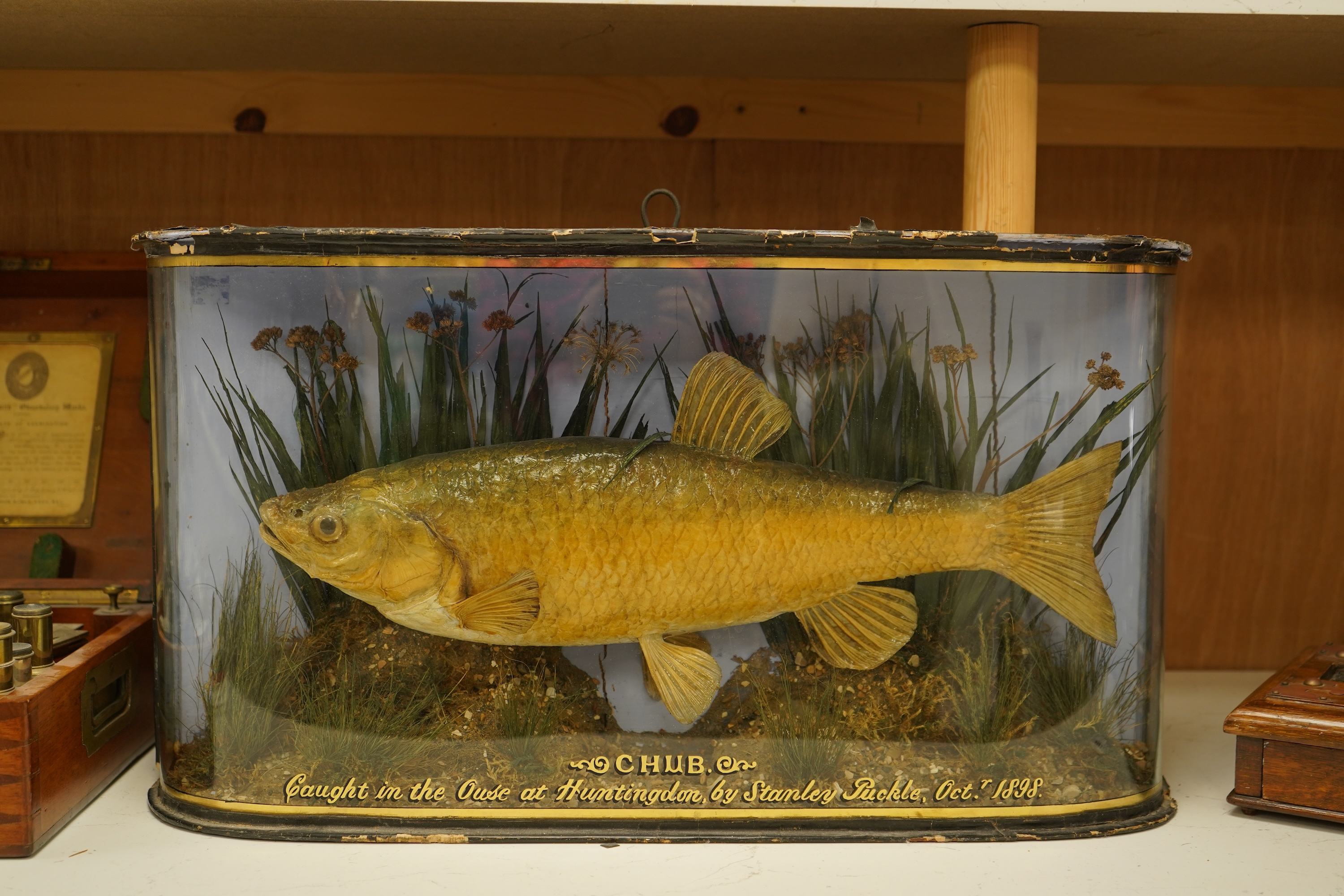 A taxidermy Chub in a bowed case, inscribed ‘Caught in the Ouse at Huntingdon, by Stanley Puckle, Oct. 1898’, 59cm wide